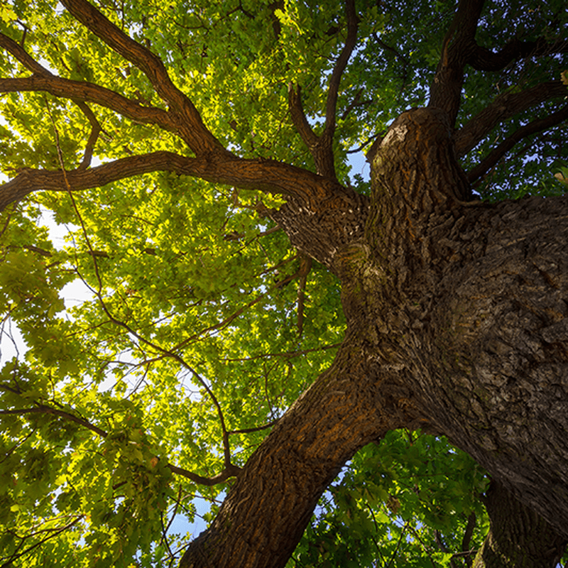 Minister Healy-Rae launches tree planting event to mark Eurofound’s 50th anniversary