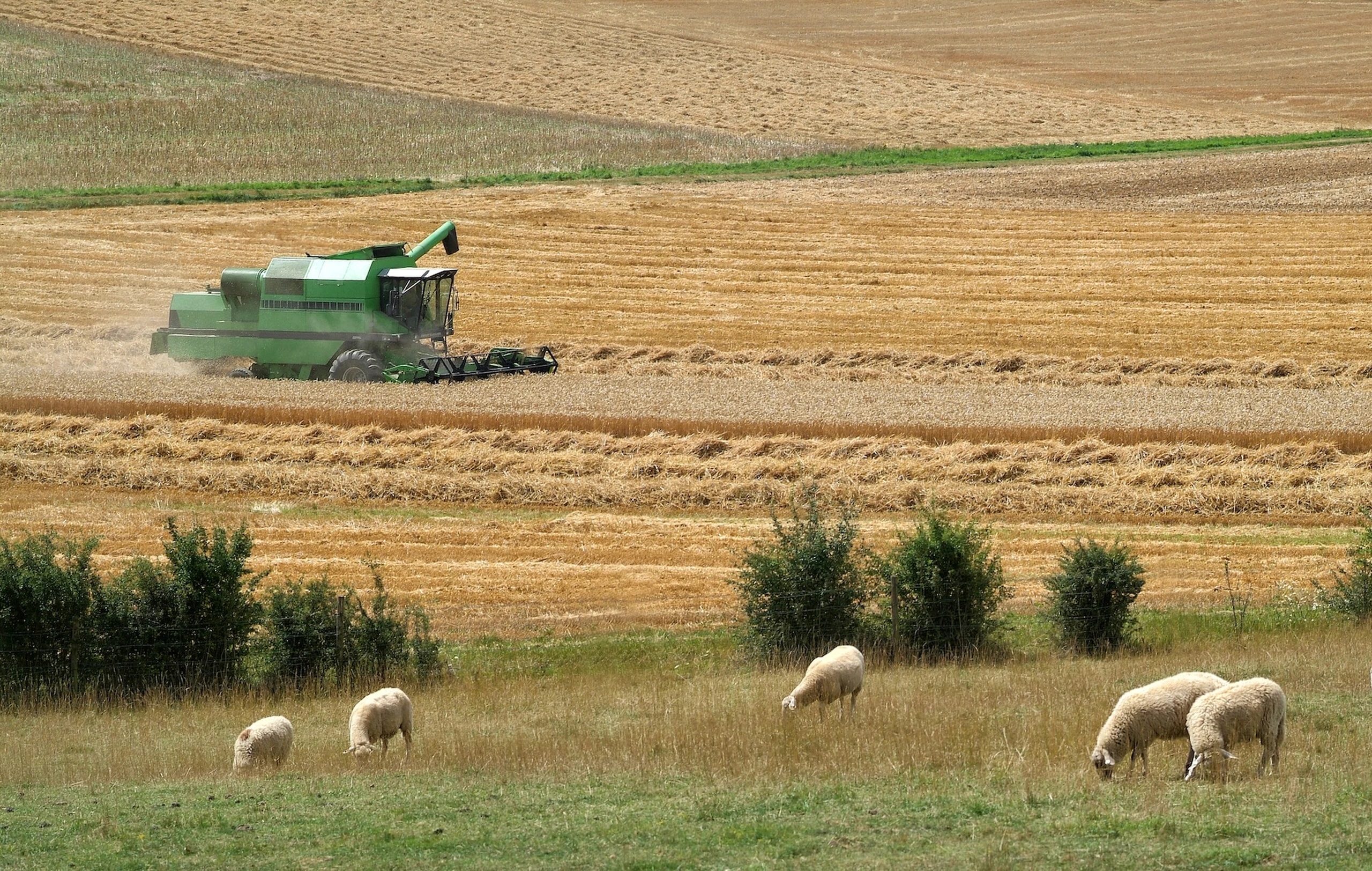 A green combine harvester works in a golden wheat field, while sheep graze in the foreground.