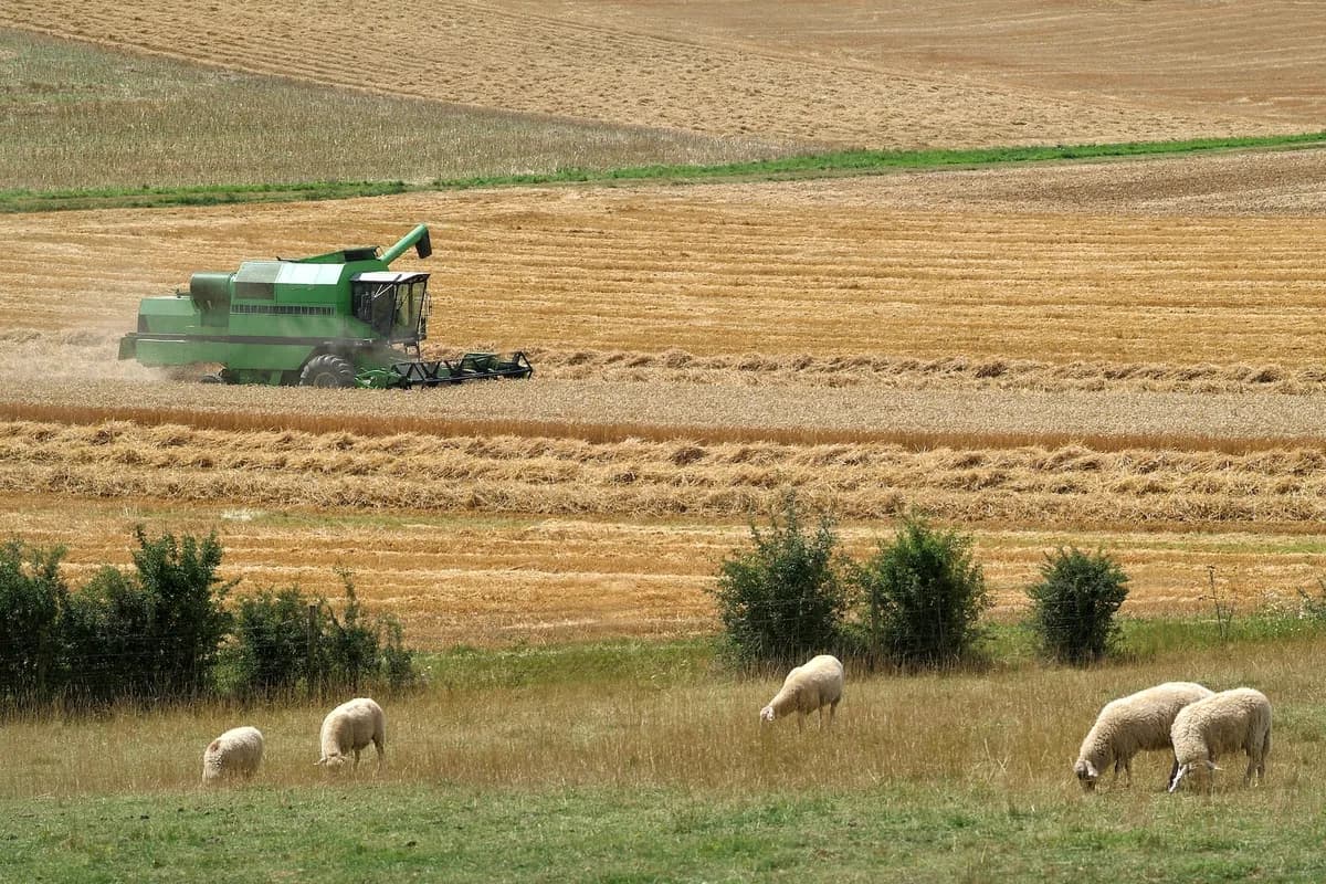A green combine harvester works in a golden wheat field, while sheep graze in the foreground.