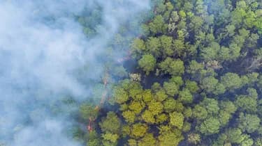Aerial view of a forest with green trees and a line of fire, surrounded by thick smoke.