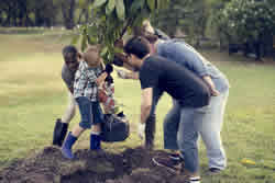 Shutterstock image of mixed group planting a tree in the local community